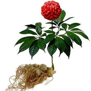 Ginseng u sastavu